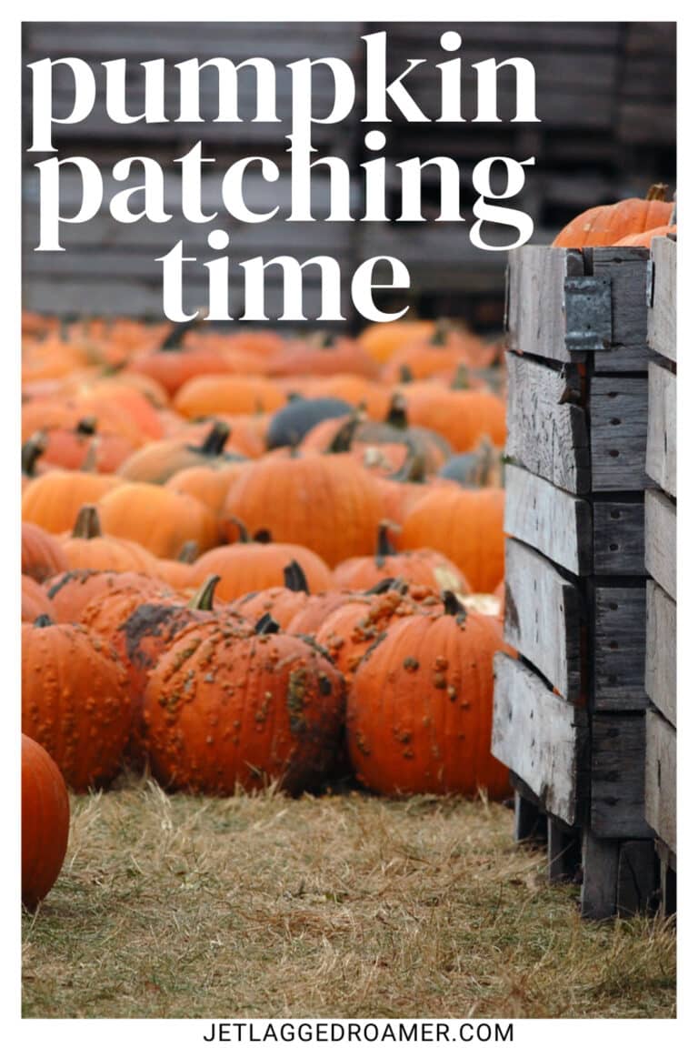 Pumpkin Patch Captions For Instagram To Let Your Gourd Down Jr