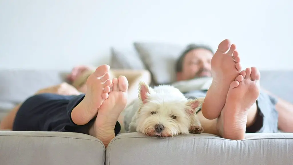 picture of a couple and their dog lounging on the couch
