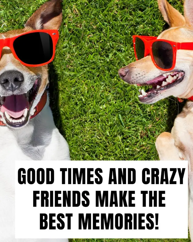 A picture of two dogs wearing sunglasses with a good friend quote that says "good times and crazy friends make the best memories."