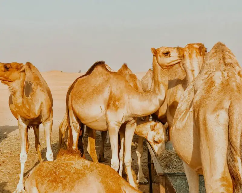 Picture of a camel farm in Abu Dhabi