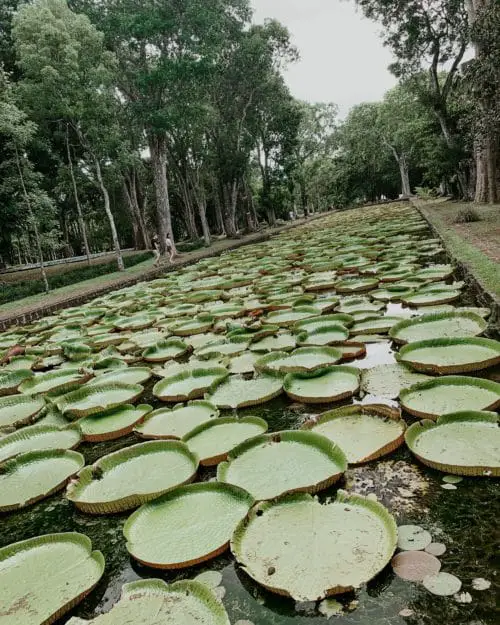 lily pads at the botanical garden