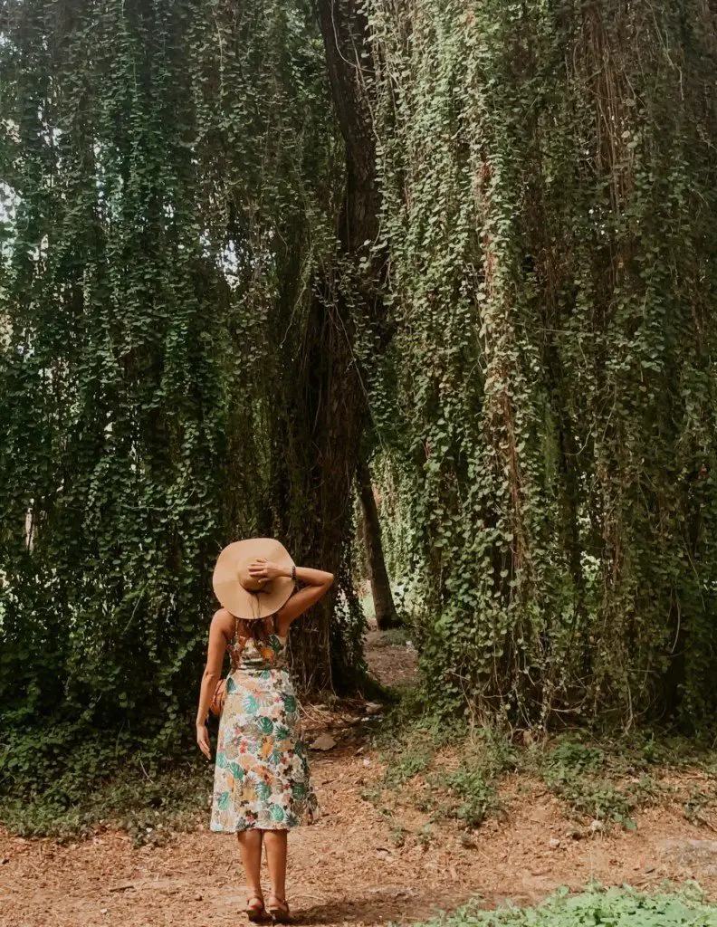 me standing and looking up at a large tree in the havana forest