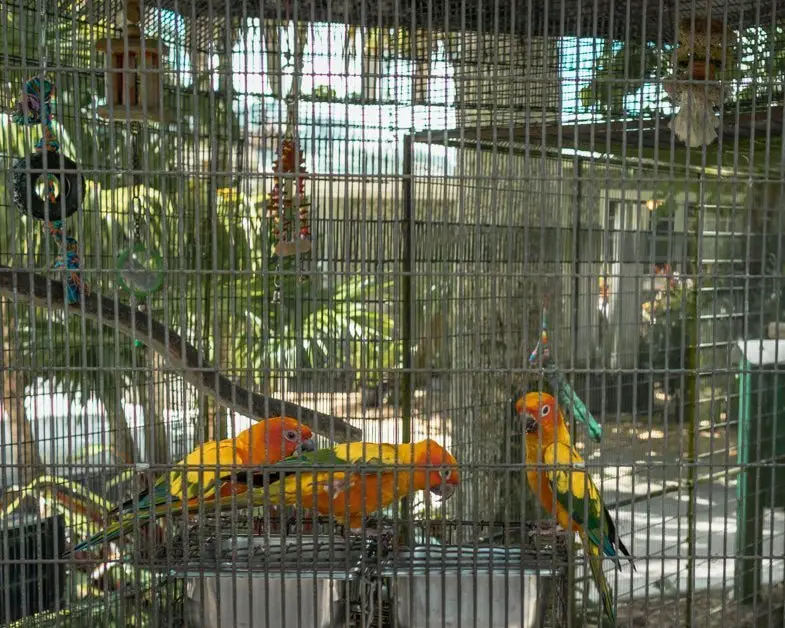  3 colorful birds eating at the Flamingo Gardens.
