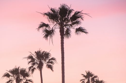 Sunset caption picture of palm trees and a sunset that is pink and yellow