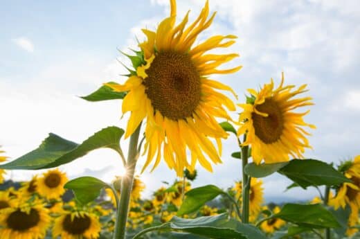 Sun captions photo of a sunflower field on a sunny day.