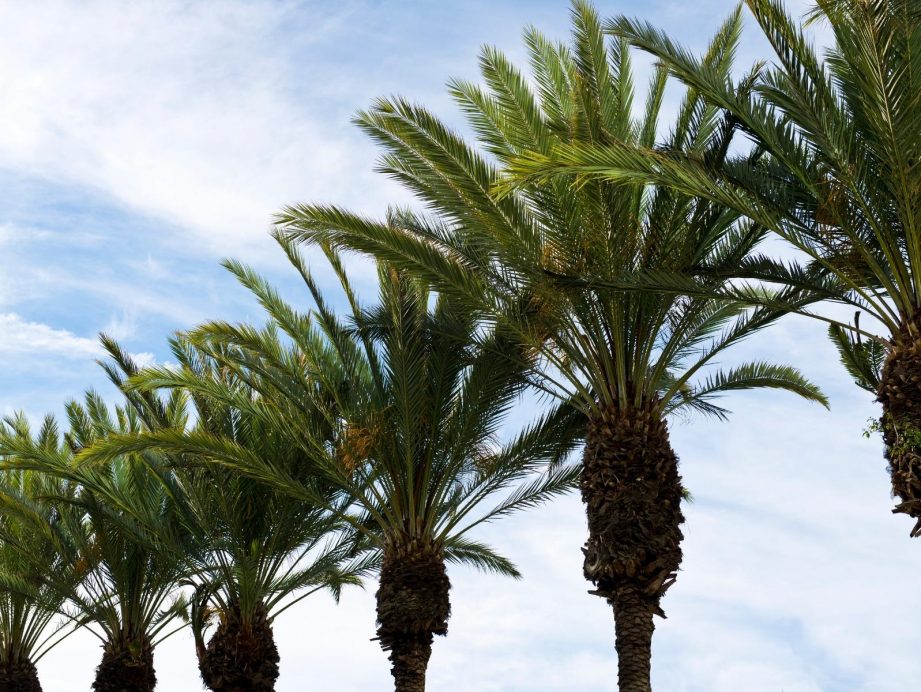 159 Quotes About Palm Trees That Aren't Shady - JR