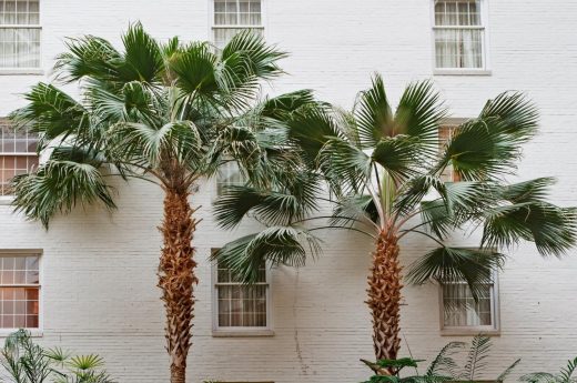 Quotes about palm trees photo of palm trees in front of an apartment.