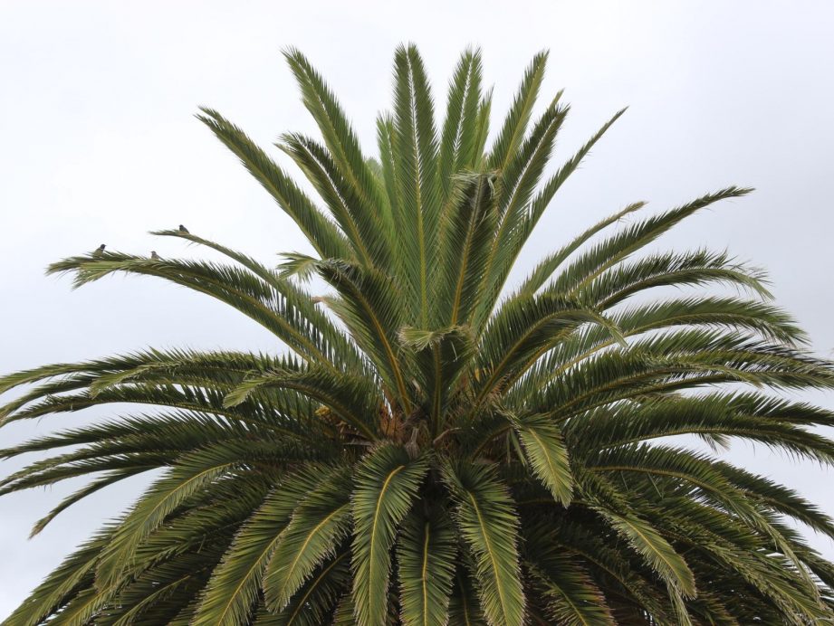 159 Quotes About Palm Trees That Aren't Shady - JR