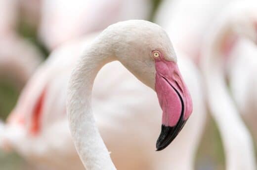 Where to see flamingos in Florida photo of flamingos.