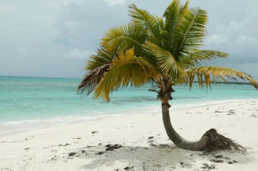 Bahamas captions photo of a palm tree on a beach in the Bahamas..