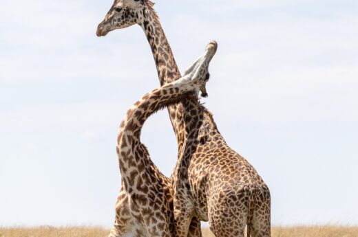 Africa captions for Instagram photo of two giraffes playing in the African savannah.