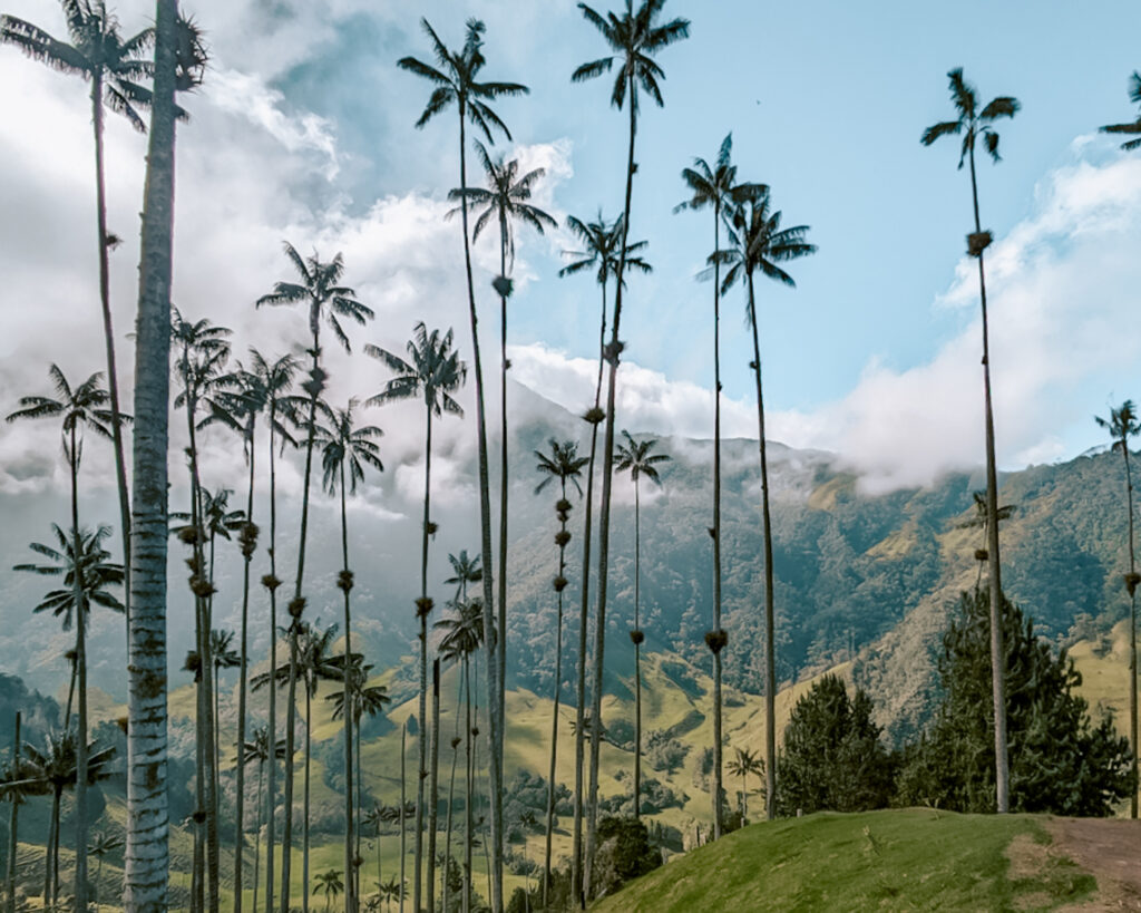 Palm trees in Salento, Colombia. 