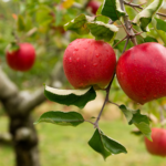 Apple picking captions for Instagram of apple on a tree at an apple orchard.