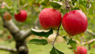 Apple picking captions for Instagram of apple on a tree at an apple orchard.