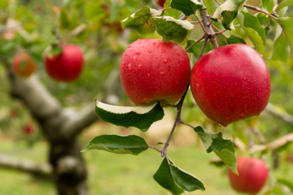 Apple picking captions for Instagram of apple on a tree at an apple orchard.